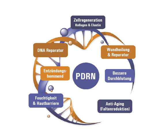 PDRN, Plastische Chirurgie Leipzig, Dr. Wachsmuth & Dr. Völpel